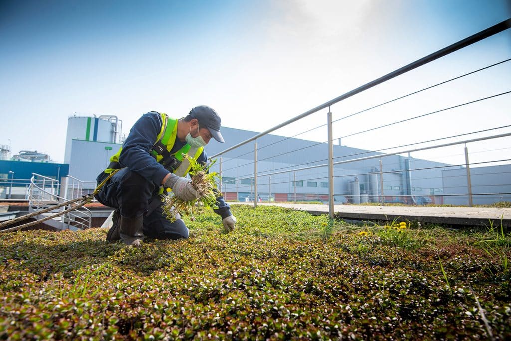 Entretient et végétalisation d'une toiture terrasse Entretient et végétalisation d'une toiture terrasse
